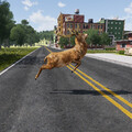 1960LIFE.DE | ANIMALS | DEER | WIP